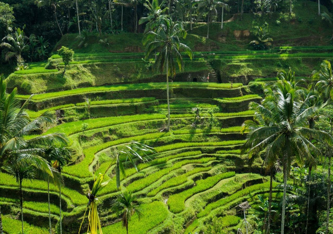 Capung Asri Eco Luxury Resort With Private Pool Villas Bedahulu Bagian luar foto